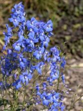 Delphinium belladonna Piccolo, Pied d Alouette