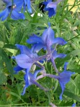 Delphinium belladonna Völkerfrieden - Pied d'Alouette vivace