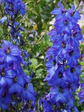 Delphinium Finsteraarhorn, Pied d Alouette