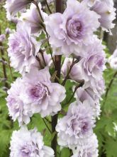 Delphinium Highlander Serie Cha Cha - Pied d'alouette vivace.