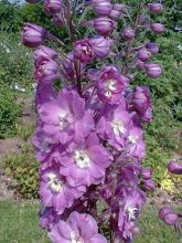 Delphinium Strawberry Fair, Pied d Alouette