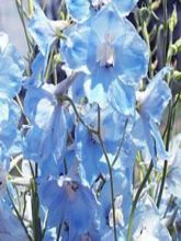 Delphinium belladonna Ballkleid, Pied d Alouette