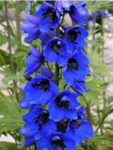 Delphinium Blue Jay, Pied d Alouette