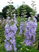 Delphinium Pacific giant Cameliard - Pied d'Alouette vivace