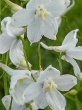 Delphinium belladonna Moerheimii - Pied d'Alouette vivace