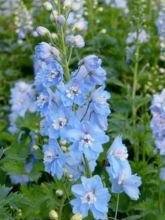 Delphinium Pacific Summer Skies - Pied d'Alouette vivace