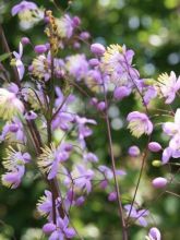 Thalictrum delavayi Ankum - Pigamon