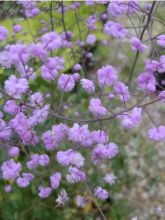 Thalictrum delavayi Hewitt's Double - Pigamon