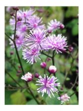 Thalictrum actaeifolium Perfume Star - Pigamon