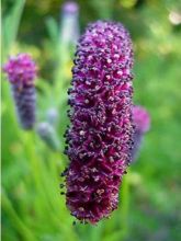 Sanguisorba tenuifolia var. Purpurea - Pimprenelle à fines feuilles