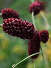 Sanguisorba Chocolate Tip