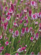 Pimprenelle officinale 'Pink Tanna'