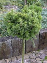 Pin d'Oregon, Sapin de Douglas 'Mt.hood'