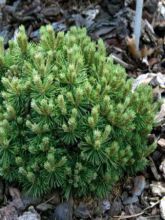 Pinus mugo Mops - Pin de montagne                           
