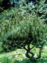 Pin des montagnes - Pinus mugo mughus