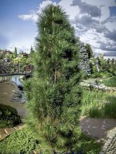 Pinus nigra Green Tower - Pin noir                         