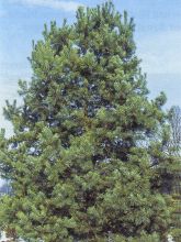 Pin sylvestre - Pinus sylvestris Norska