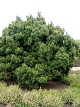 Pinus sylvestris Watereri - Pin sylvestre nain.