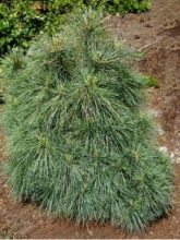 Pinus strobus Radiata - Pin de Weymouth nain                          