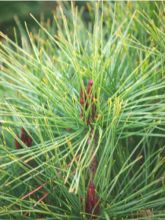 Pinus densiflora Alice Verkade - Pin rouge du Japon                 