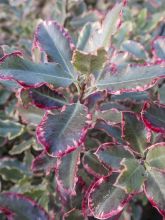 Pittosporum à petites feuilles 'Elisabeth '