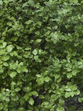 Pittosporum tenuifolium Emerald Dome - Pittosporum à petites feuilles