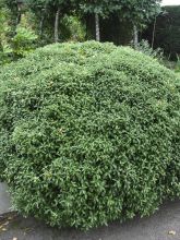 Pittosporum tenuifolium Golf ball - Pittosporum à petites feuilles