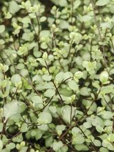 Pittosporum tenuifolium Green Elf