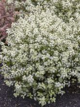 Pittosporum tenuifolium Irene Patterson - Pittosporum à petites feuilles panachées.