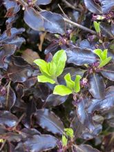 Pittosporum tenuifolium Purpureum - Pittosporum à petites feuilles