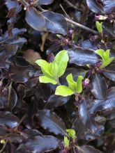 Pittosporum tenuifolium Tom Thumb - Pittosporum à petites feuilles