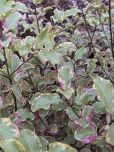 Pittosporum tenuifolium Victoria - Pittosporum à petites feuilles