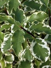 Pittosporum argyrophyllum Variegatum