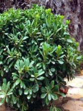 Pittosporum tobira Nanum - Pittospore du Japon nain