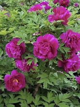 Pivoine arbustive 16 Wu Long Peng Sheng - Paeonia suffruticosa