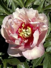 Pivoine 'Canary Brillant'