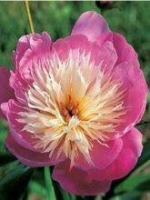 Pivoine de Chine 'Bowl of Beauty'