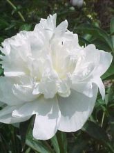 Pivoine lactiflora Duchesse de Nemours