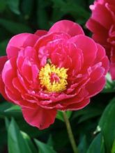 Pivoine de Chine 'Louis Van Houtte'