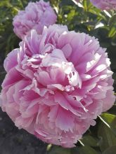 Pivoine lactiflora Miss Eckhard