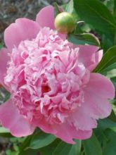 Pivoine lactiflora Monsieur Jules Elie