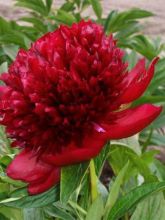 Pivoine lactiflora Red Charm