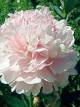 Pivoine de Chine 'Shirley Temple'