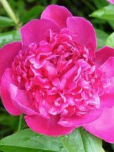 Pivoine de Chine 'Victoire De La Marne'