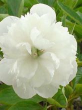 Pivoine officinale 'Alba Plena'