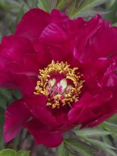 Pivoine Itoh Scarlet Heaven