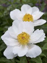 Pivoine lactiflora White Wing