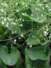 Alisma parviflora - Plantain d'eau parviflora