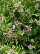 Plante cruelle, Araujia porte soie, kapok 'Rosea'