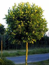 Platanus acerifolia Alphen's Globe - Platane boule